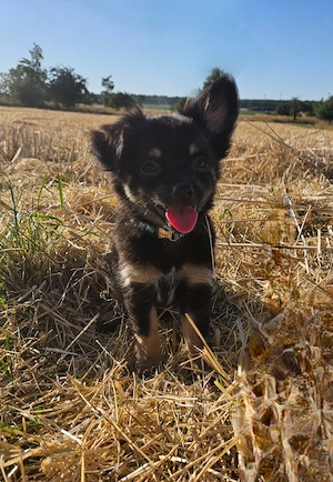 *Bandit* kleiner Labrador im Chihuahua-Pelz (vom Hundetrainer mit Zubehör und Ausbildung)
