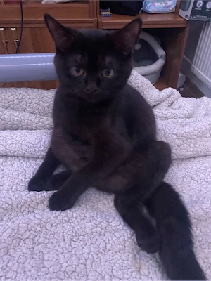 dringend kitten dame abzugeben 