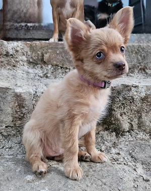 *Macy* Chihuahua Zuckerschnute mit blau grünen Augen (vom Hundetrainer mit Zubehör und Ausbildung)