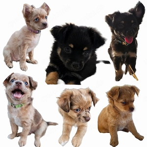 Wunderschöne Sport "Chihuahua" Welpen - vom Hundetrainer (mit Ausbildung & Zubehör)