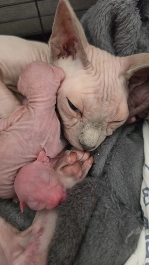 Sphynx Kitten Canadian Sphynx