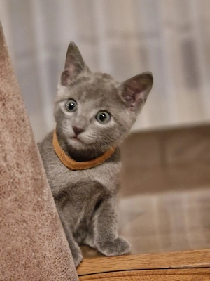 Russisch Blau Kitten 