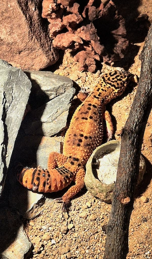Black Night Mandarin Leopardgecko 