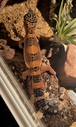 Black Night Mandarin Leopardgecko  Bild 4