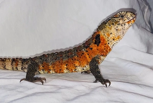 Shinisaurus crocodilurus DNZ 2023