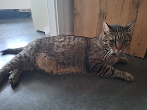 Lieber, kastrierter Kater (8 Jahre) sucht Zuhause mit Freigang!