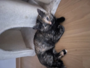 Junge BKH Mix Katze 