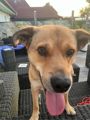  Jakob der fröhliche menschenliebende Labrador und co Mix