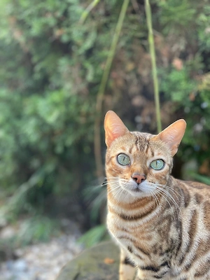 Bengal Katze