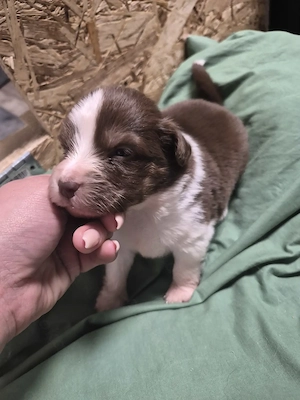 Mini Australien Shepard