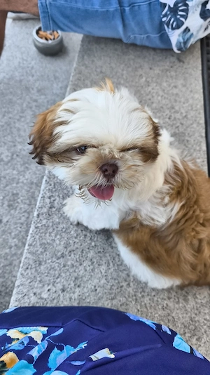 Shihtzu Welpe 