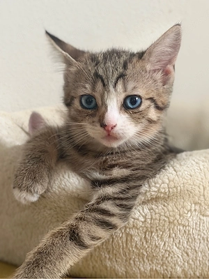 BKH Mix katzenbaby kätzchen