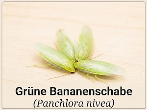 Hochwertige Futterinsekten   Schaben & Asseln aus Privatzucht