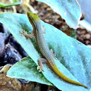 Lygodactylus conraui   Schönes Männchen abzugeben