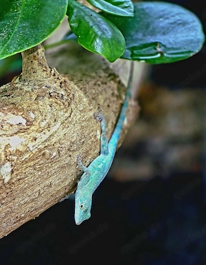 Anolis eladioi   Weibchen aus privater Zucht