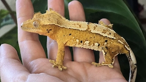 Kronengecko Weibchen pos. tangerine
