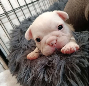 Französische Bulldoggen Welpen