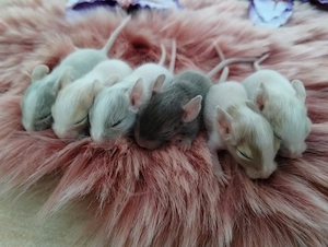 Mega tolle Degu Kids,viele Farben:Lilac& blue-non,schoko&sand-Schecken suchen Zuhause im Glück