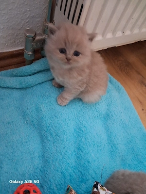 Bkh kitten 