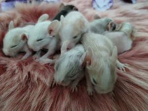 Mega tolle Degu Kids,viele Farben:Lilac& blue-non,schoko&sand-Schecken suchen Zuhause im Glück