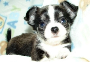 Reinrassige Chihuahua-Welpen