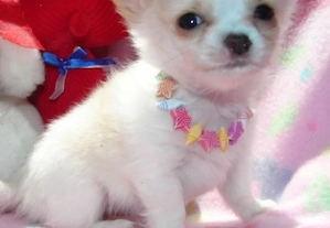 Reinrassige Chihuahua-Welpen