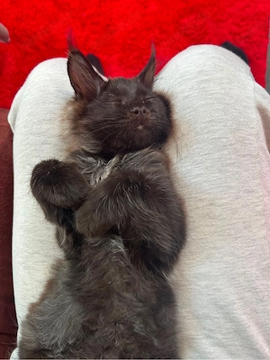 Charakterstarke Maine coon Kitten 