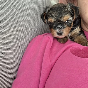 Yorkshire Terrier mini Welpe Rüde Junge