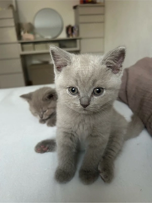 4 von 5 lilac BKH-Kitten suchen noch ein Zuhause 