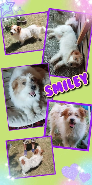 sehr lieber, kleiner, menschenbezogener Rüde "Smiley" sucht ein liebevolles Zuhause