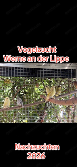 Junge Kanarienvögel Kanarien Achat Opal Gelb Mosaik & Achat Gelb Mosaik Kanarien