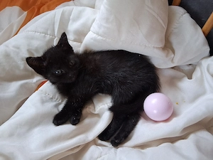 Siam mix babys in schwarz (papa ist Streuner)
