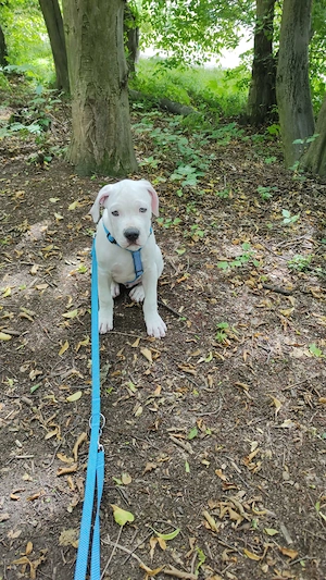 American Bully xl