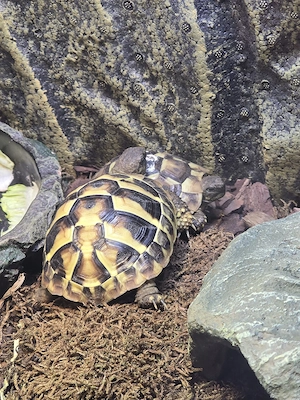 2 Griechische Landschildkröten 2 Jahre mit CITES Papiere 