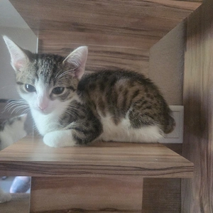 Katzenbabys 14 Wochen 