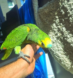 blaustirnamazone handzahm Vogel papagei 