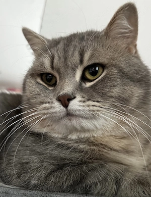 Verkaufe Britisch kurzhaar Kater 