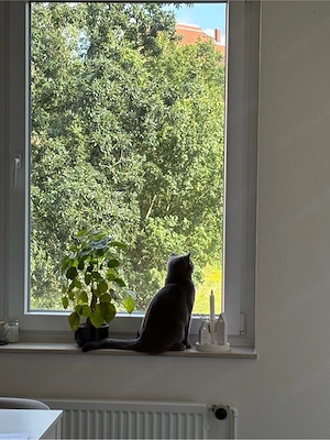 BKH fast 1 Jahr alt 