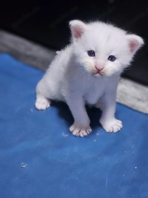 Wunderschöne Mainecoon kitten 