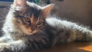 Maine Coon Mix Kitten