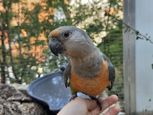 Lieber Rotbauchpapagei von 2026 Hahn Poicephalus Rufiventris 