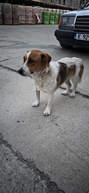 Hund aus Bulgarien retten!