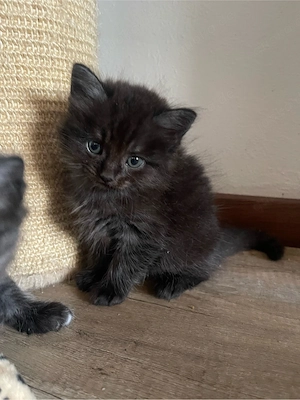 Wunderschöne Ragdoll-EKH Mix Kätzchen suchen ihr Für-immer-Zuhause