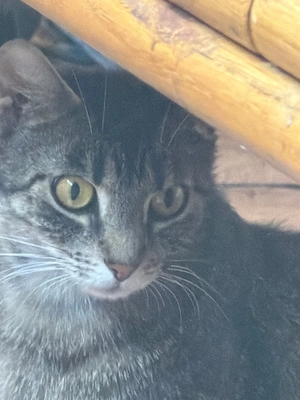 Rosie sucht ein liebevolles Zuhause   
