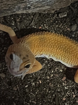 Gecko orange 