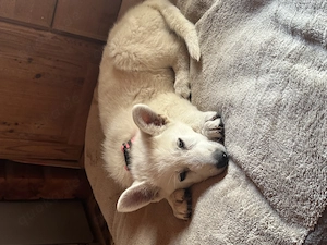 Weißer Schäferhund, Hündin, Welpe