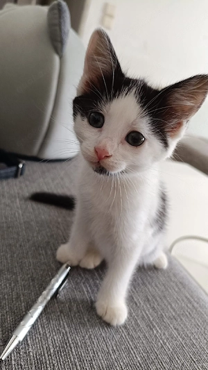 Kitten sucht ein neues Zuhause.