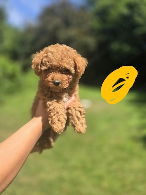 Maltipoo welpen