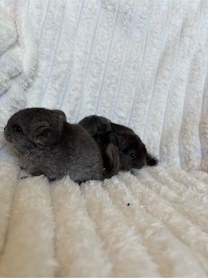 Chinchilla-Babys