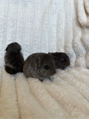 Chinchilla-Babys